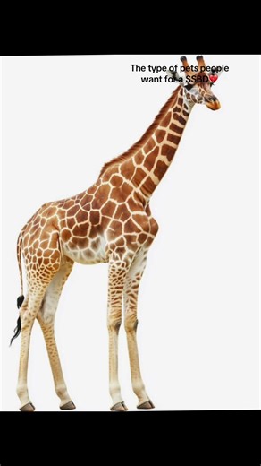 They always want overpays💔🥀#adopt me#robloxgames #fyppppppppppppppppppppppp #fypシ #rblox