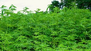 Cáñamo, Canabis, Planta, Verde