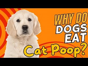 Why Do Dogs Eat Cat Poop? 🐾