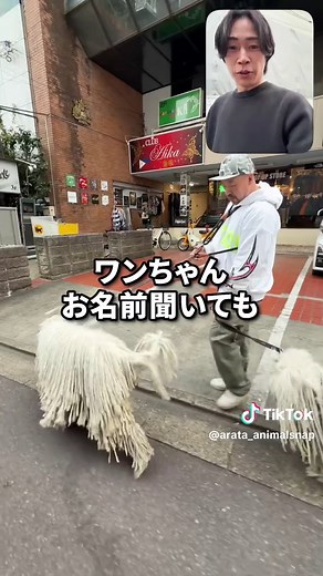 コモンドールに会いに行こう！