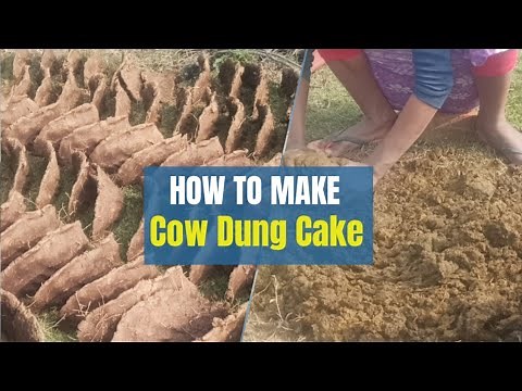 Cow Dung Cake Making / Traditional method of making cow dung cake