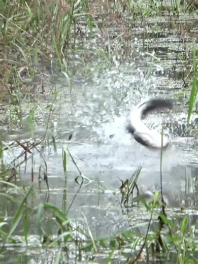 Sambaran Tengah Hari untuk Para Pemancing