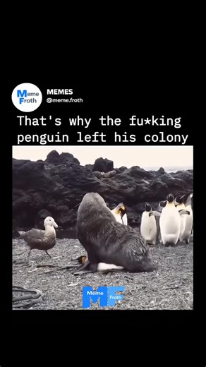MEMES | Now you know the reason why the penguin left his colony. . . . #meme #memes #penguin #colony #lost | Instagram