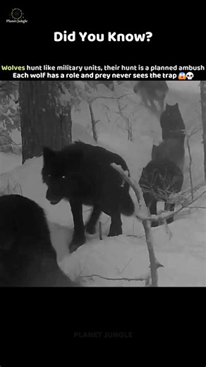 Wolves Hunt Like a Military Unit 😱💀 #animalfacts #shorts #wildlife #facts #ytshorts #trending