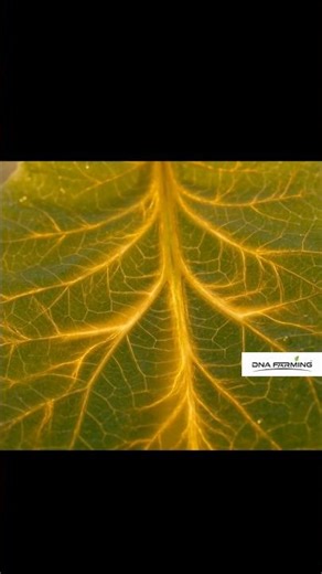 Leaf Venation Kya Hai? Reticulate vs Parallel Venation Explained