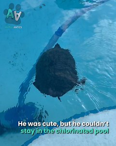 12K views · 176 reactions | What do you do with a turtle in your pool?!  | Animal Antics | Facebook