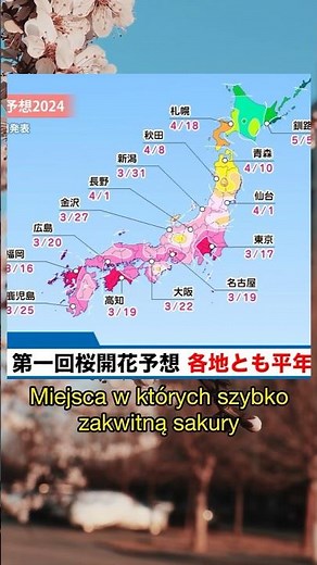 Kiedy kwitną wiśnie w Japonii 2024 | Kraj Kwitnącej Wiśni | Sakura Japonia | Enma Official
