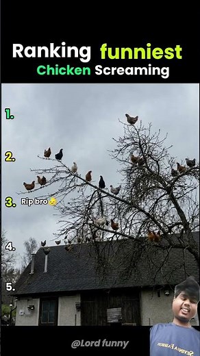 Funniest chicken screaming moment ranking 🤣🤣😱(wait for end😱🤣)part 23 #funny #viral #comedy #shorts