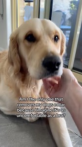 Takes off his collar like… ‘Ahhh, finally free. I know how you feel, bras are a scam too buddy #goldenretriever #cute #doglove #goldenretrieverlife #dogs #puppy #collar #DOG | lunas_golden_life