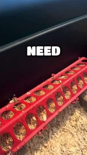 New Baby Chicks? Do these things first!