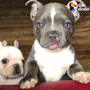 11M views · 382K reactions | This baby pit bull was abandoned when he was a day old because of his cleft lip. But one woman saw how precious he was and fostered him until he was big, strong and WILD. Today Earl Grey's going home with his amazing forever family — and meeting his 8 dog siblings! ❤️❤️❤️ | The Dodo | Facebook