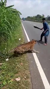 Cheetah attack reported along a roadside area