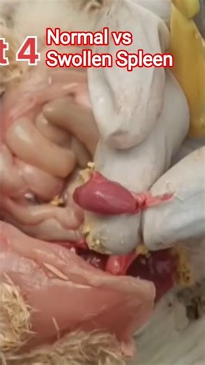 Chicken Spleen Healthy vs Unhealthy | Must Know for Farmers
