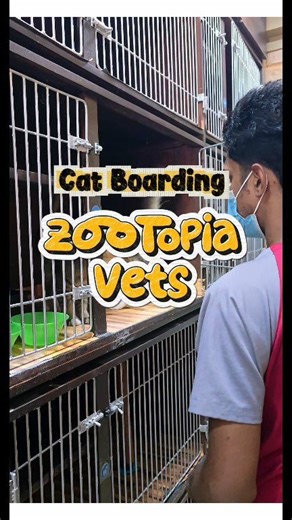 🎄✨ Christmas Cat Boarding at Zootopia Vets – Slots Now Open! 🐱❤️ The holiday season is here, and while you’re preparing to celebrate, we’re preparing a cozy, safe, and love-filled space for your fur-babies! 🎅🎁✨ This video captures the warm, homely environment we create for every cat that boards with us — gentle cuddles, comforting routines, soft blankets, and one-on-one attention from our caring team. Whether they love playtime, nap time, or extra cuddles, we make sure they feel right at hom