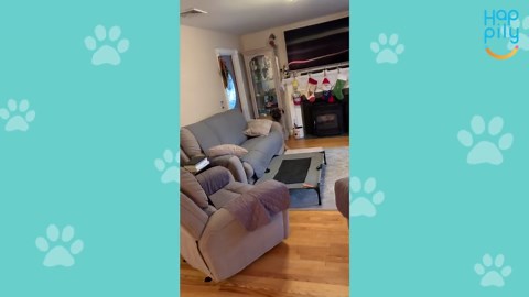 Soldier Returns Home To Surprise 170lb Dog In Gift-Wrapped Box