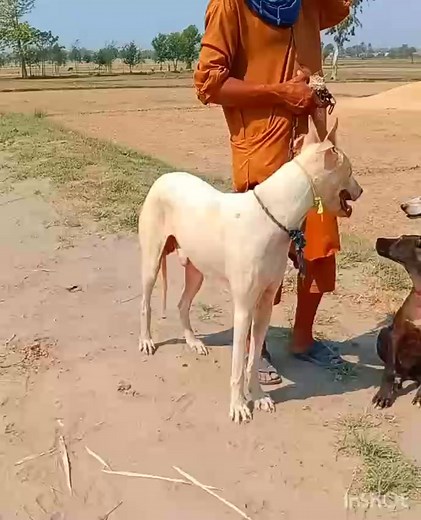 3.3K views · 136 reactions | Thari Merwah Hunting Sindh on Reels | Facebook