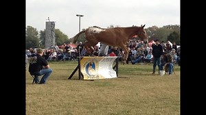 Jumping Mules Steal the Show in Pea Ridge