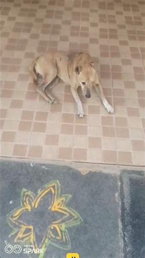 Puppies Who Are Too Funny For This Earth