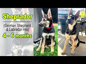 Watch Ciro Grow: 4 to 6 Months Puppy (Sheprador - GSD/Lab Mix)