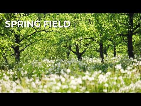 2 Hours in a Spring Field 🌿 | Gentle Breeze & Peaceful Nature Ambience