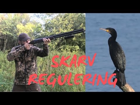 PÅ JAGT EFTER SKARVEN - DE VAR OVERALT !!! // NATURNØRD 631