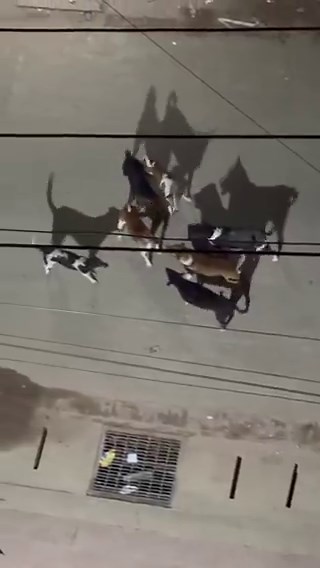 The problem of stray dogs is easy to solve if you set aside your empathy.Most people who post about such problems don’t have the clarity or courage to fix them.They want someone else to fix it for you cos you want to keep believeing that you’re kind. They’re pathetic.