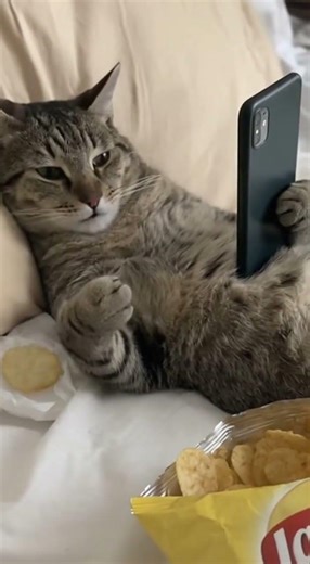 Cat eating chips 🥹