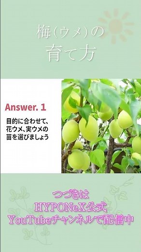☘156：梅の育て方｜苗の植えつけや水やりと肥料の与え方、剪定作業もご紹介 【PlantiaQ&A】#shorts