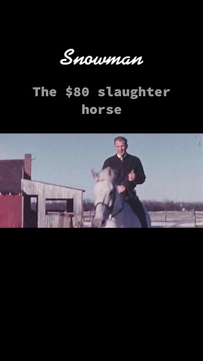 One of my favourite horses of all time #snowman #foryoupage #horsesthatcouldjumptheworld #horse #equestrian