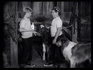 Lassie - Episode 60 - "The Calf" - Season 2, #34 (original broadcast 4/29/1956)