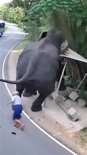 Bus stop par haathi ka gussa dekh kar darr jaoge 🐘🔥 #danger #yt