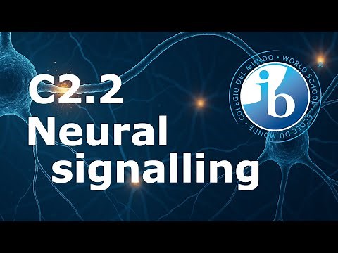 2025 IB Biology – C2.2 Neural signalling
