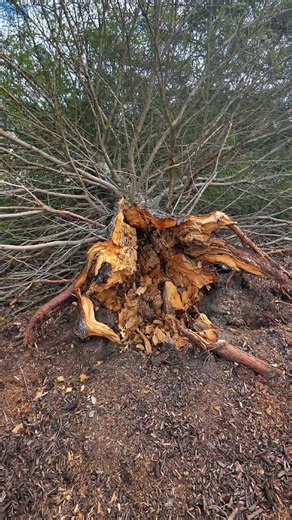 Reliable Tree & Stump Grinding services. Southeastern Michigan.