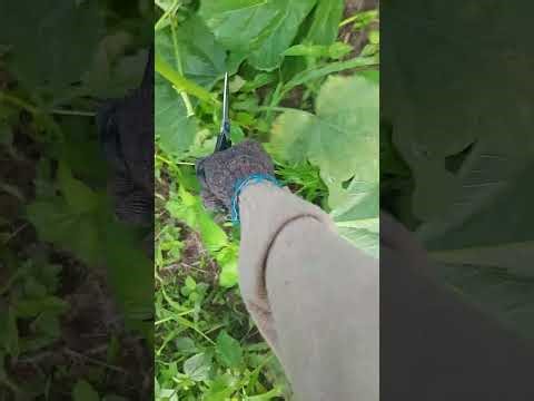 How to Prune Okro for More Yield | Simple Farming Trick That Works