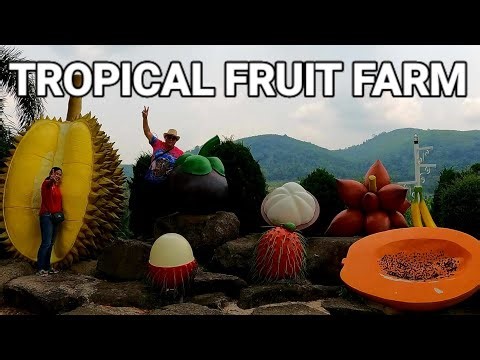 TROPICAL FRUIT FARM IN THAILAND, RAYONG PROVINCE