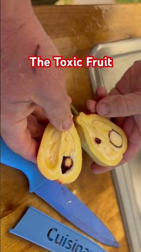 The Jamaican National Fruit (the Ackee) is Toxic yet Delicious 🤔 How is that possible? Read on!