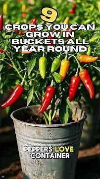 9 Crops You Can Grow In Buckets All Year Round!