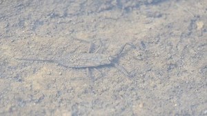 Des scorpions. Nepidae est une famille : vidéo de stock (100 % libre de droit) 3818454535 | Shutterstock