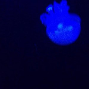 Sending out best wishes for Peace Health and Joy to everyone via these remarkable blue jelly fish who have been in existence for 5 - 7 million years.. They know a fair bit about sustainability. We could learn a lot from these creatures! | Annie Lennox
