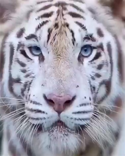 Shared sentience from imagine for one minute project with Kevin McGloughlin, Paraic McGloughlin and Tom Mustill with my edit of ‘reflect’ #electronicmusic #audiovisual #visualartist