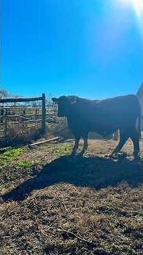 Turning Our SAV Badger Bull Out With The Heifers! #shorts #angus