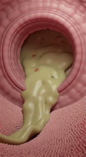 Journey of Food | Mouth to Stomach | The Amazing Digestion Process