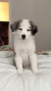 Miniature Australian Shepherd Puppy Howling - Cute and funny