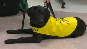 CNIB experiencing a surge in demand for guide dogs