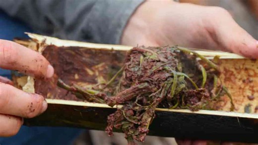 Remote Asian tribe cooking - unfamiliar ingredients prepared in isolation