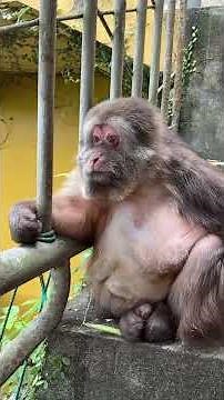 How Monkeys Communicate 🐵🔊 | Decoding Their Sounds