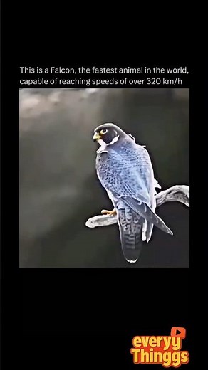😱😯🥶Watch falcons attack at 320 km/h🤯
