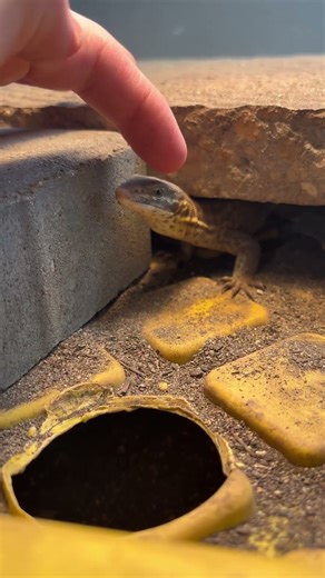 My Ackie Monitor is TAMED?! #reptile #ackiemonitor #monitor