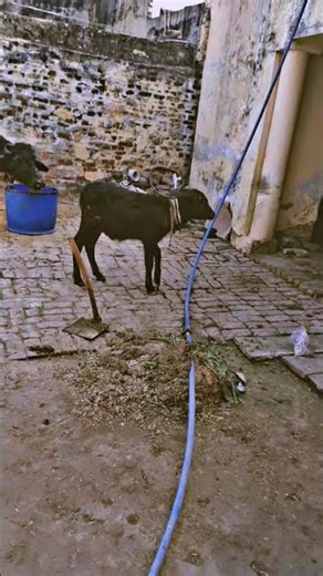 baffalo 🐃🐃Angrezi beat de #song#dance #viral#video #baffalo #murraha #viralshort