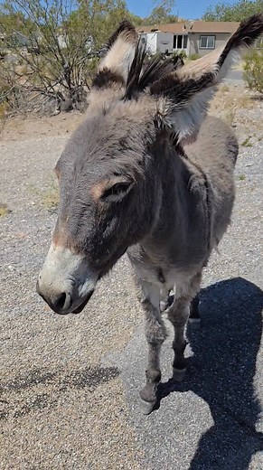 Good morning from Beatty! | Beatty, Nevada